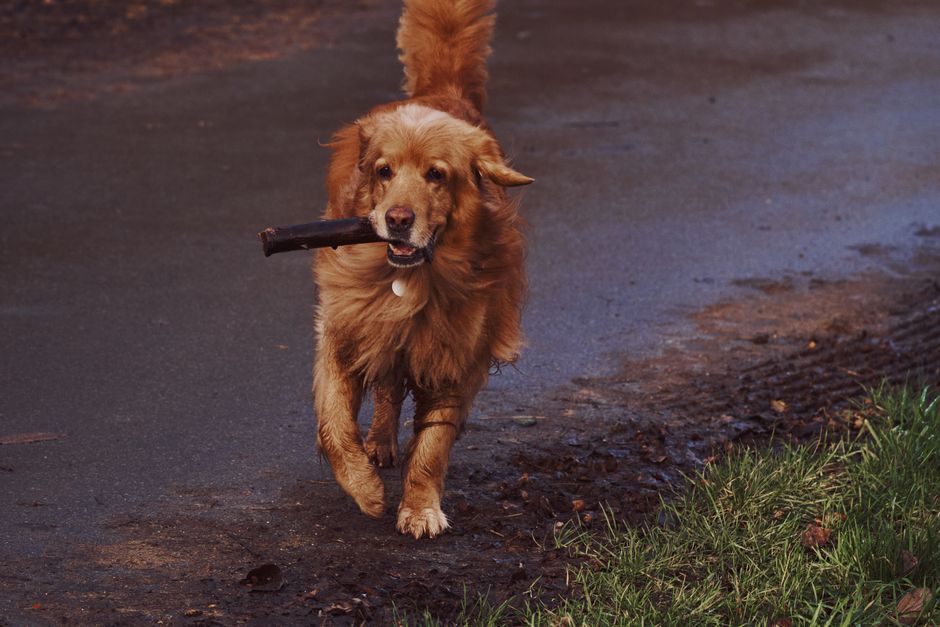 A fluffy, light-colored dog with a white and tan coat lying on a striped beige and brown rug in a domestic living room. The dog is stretching out on the rug, with its head resting on the surface. Near